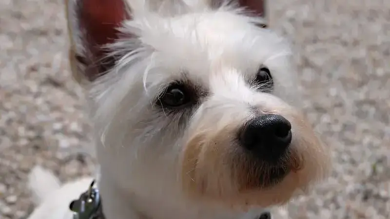 cane vomita acqua