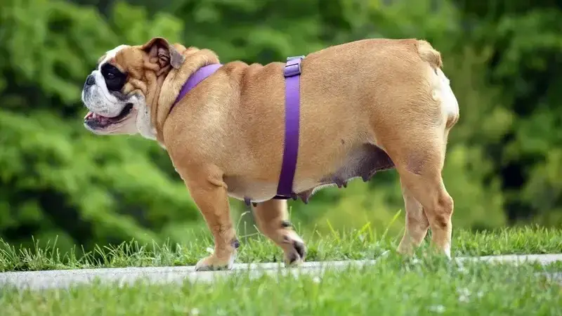 english-bulldog-2642967_1920
