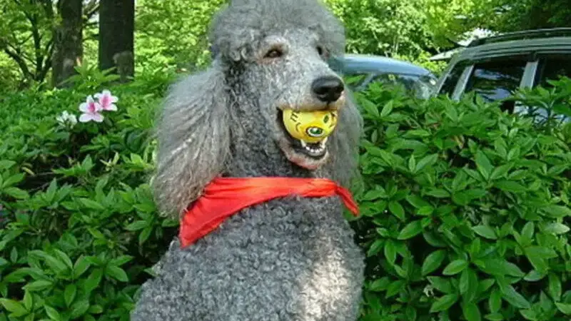 barbone
