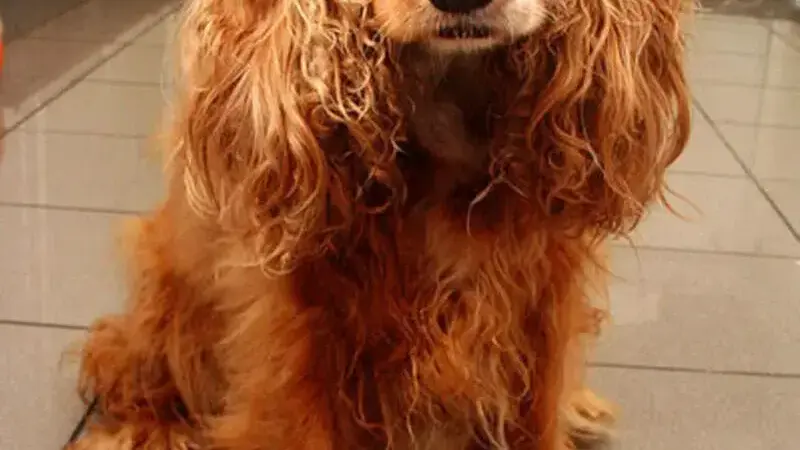 cocker