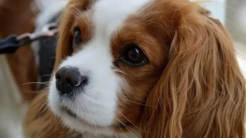 cavalier king