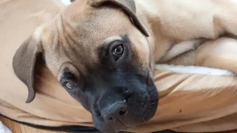 bullmastiff