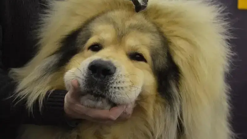 mastino tibetano