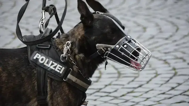 police-1321255_1920-min