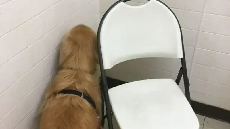 cani dal veterinario