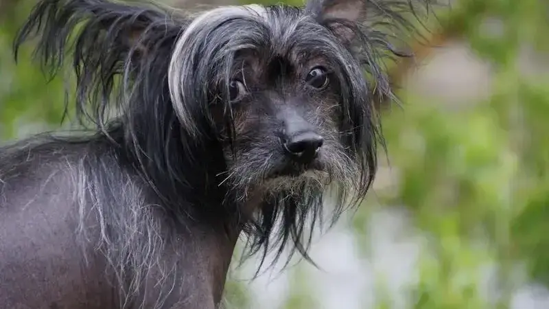 cane nudo cinese