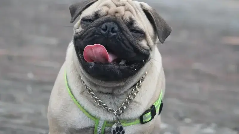 carlino__