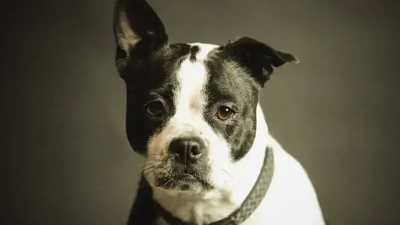 castrazione cane