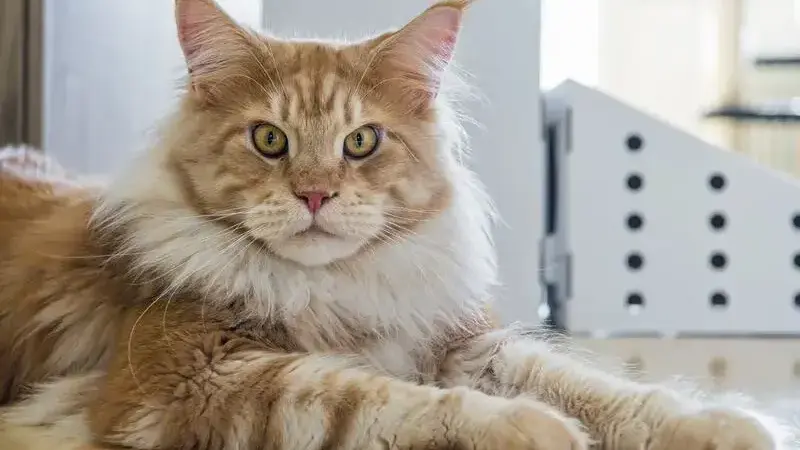 castrazione gatto