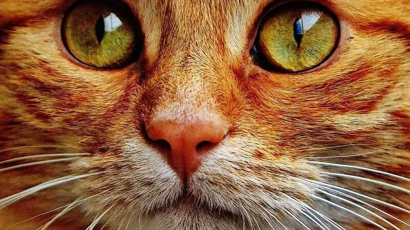 cataratta gatto