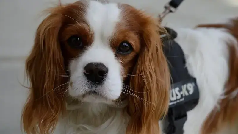 cavalier king 1