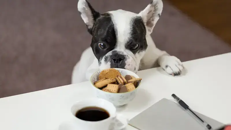 cioccolato ai cani