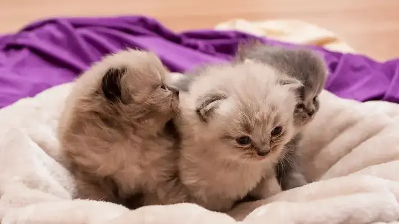 clamidia gatto