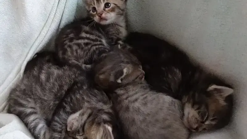 clamidia_gattini