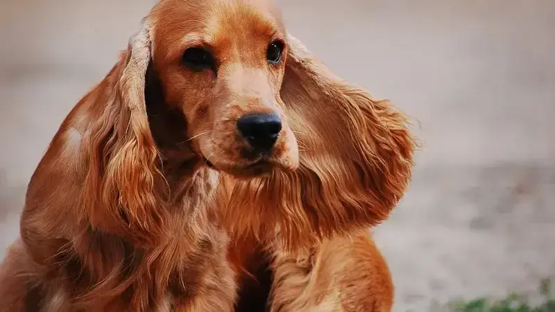 Cocker 1