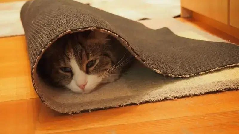 gatto-stitico