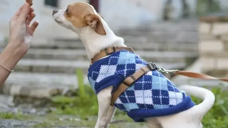 cibo adatto ai cani