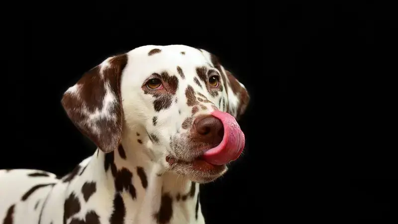 dermatite da leccamento nel cane