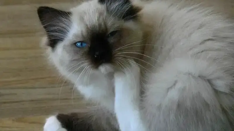 pulci gatto
