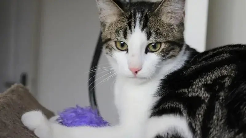 cat-1686808_1920-min