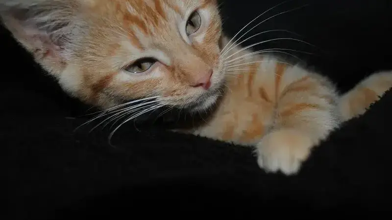 gatto diarrea