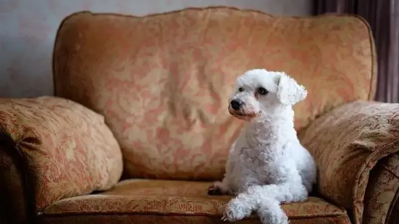 dog-4226678_640-min