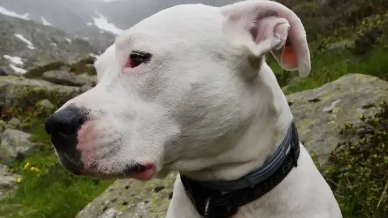 dog-1574604_1920