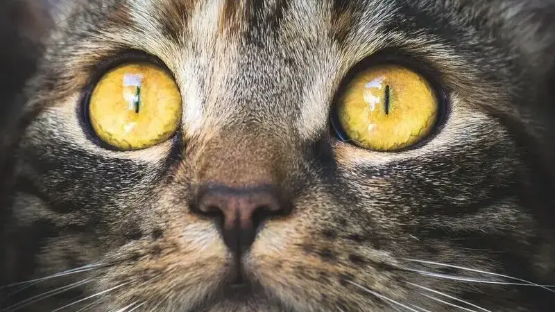 entropion gatto