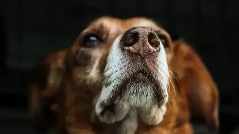 dog-813103_640-min