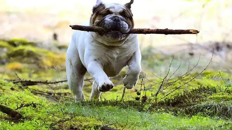 esercizi per cani