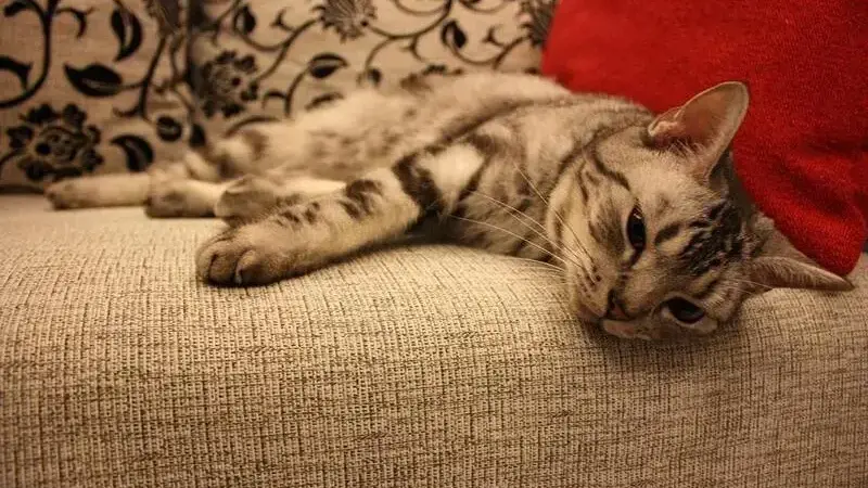 sopprimere gatto