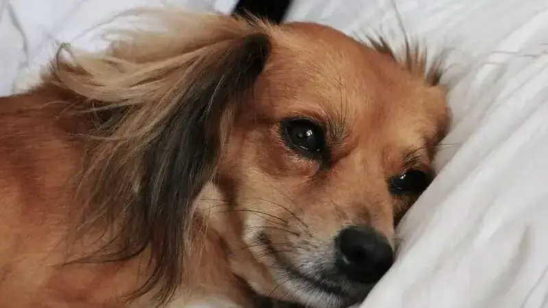 febbre cane