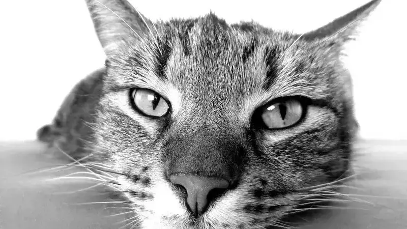 filariosi nel gatto