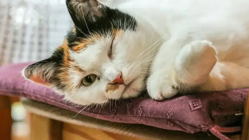 peritornite gatto