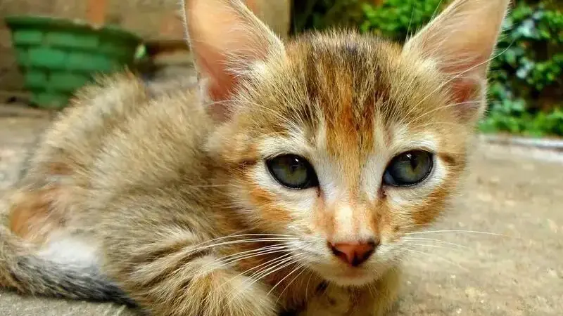 fip gatto