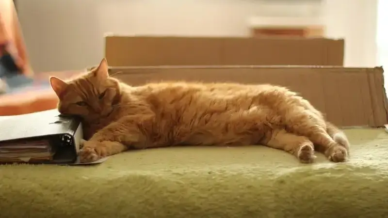 fiv-gatto