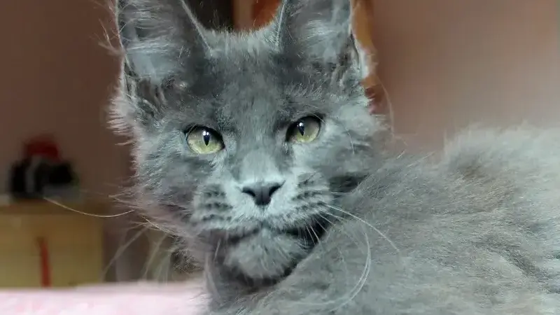 forfora gatto