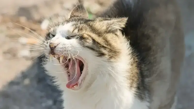 domestic-cat-3759262_1920