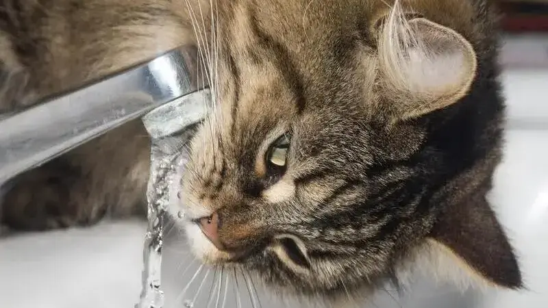 gatto beve molto