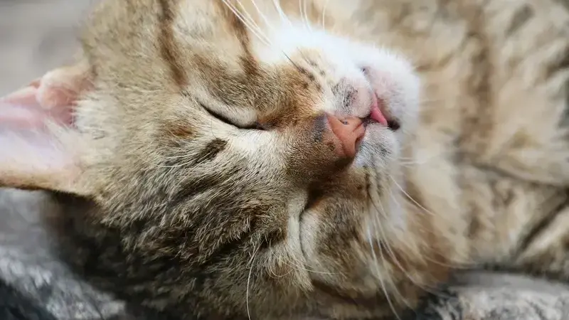 gatto con problemi respiratori