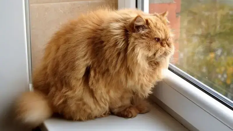 Allarme-diabete-gatti-min