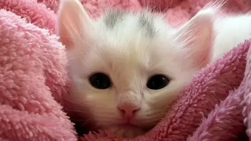 kitten-227009_1920