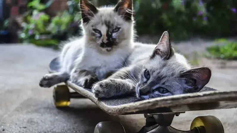cat-1022999_1920