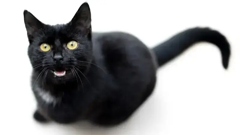 gatto miagola sempre