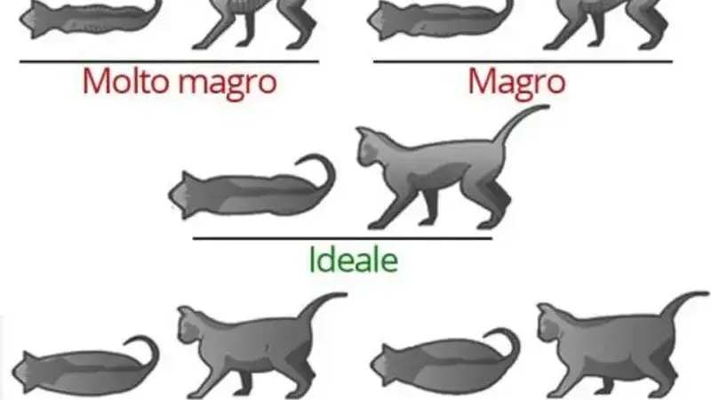 gatto ciccione