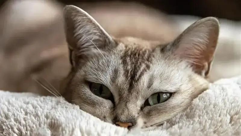 cat-1978356_640-min