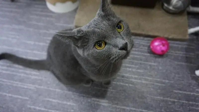 cat-3634883_1920-min