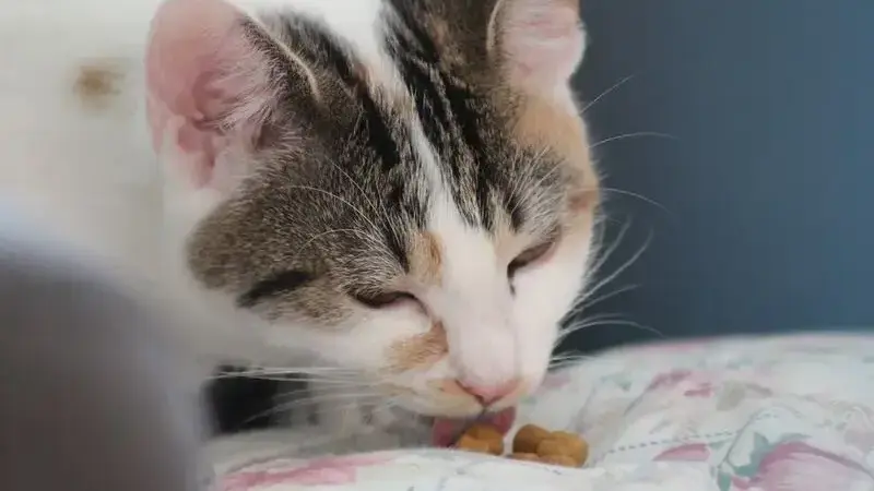vomito gatto