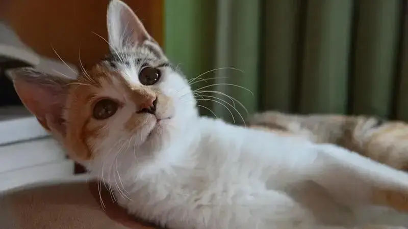 gatto vomita giallo