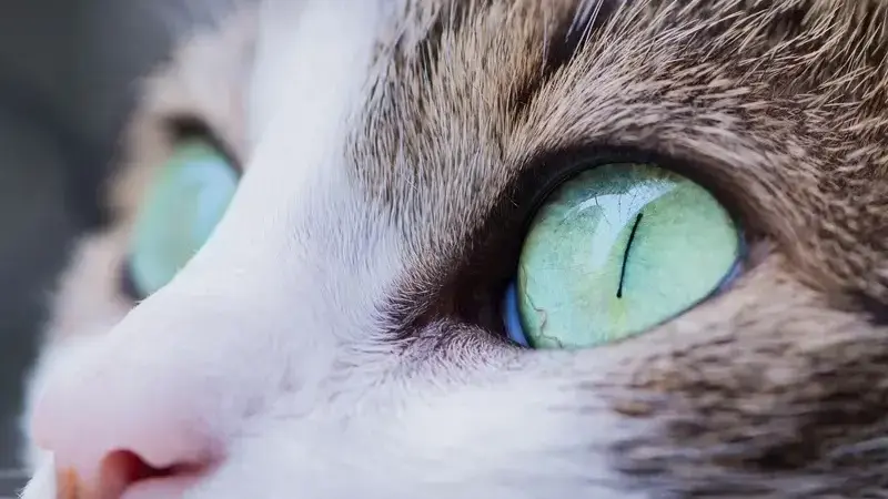 Occhi gatto